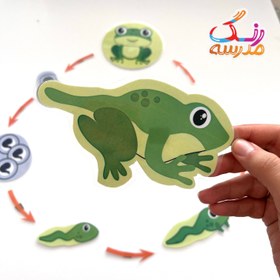 تصویر چرخه ی زندگی قورباغه 