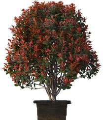 تصویر فوتونیا زینتی 