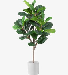 تصویر درختچه مصنوعی فیکوس لیراتا 120 سانتی 