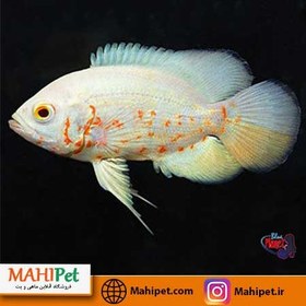 تصویر ماهی اسکار آلبینو باله بلند 10 تا 15 سانتیمتری 