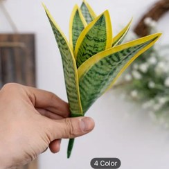 تصویر سانسوریا ابلق وارداتی 