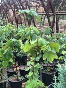 تصویر نهال افرا پلت ارتفاع یک تا یک و نیم متر گلدانی Acre velutinum seedlings, one to one and a half meters high, potted