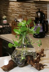 تصویر گلدان دفرمه زیر چوبی 