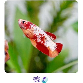 تصویر ماهی فایتر ماده کندی 