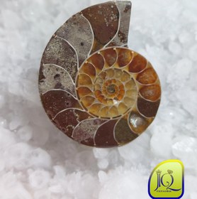 تصویر فسیل آمونیت 