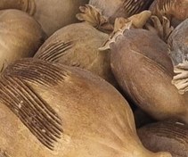 تصویر پوست شکسته کوکنار ۱۰۰ گرم 