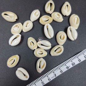 تصویر صدف بسته ۱۰ عددی 