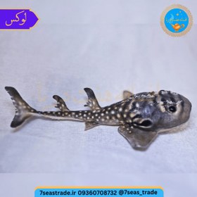 تصویر دکوری کلکسیونی ماهی کوسه قاشقی تاکسیدرمی طبیعی ۴۱ سانتی 