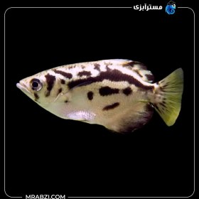 تصویر آرچر میانمار 