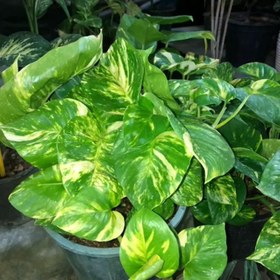 تصویر بوته پتوس برگ پهن 