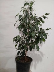 تصویر گل آپارتمانی بنجامین بلک 