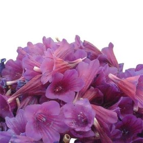 تصویر بذر گل گاو زبان ایرانی 