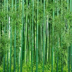 تصویر بذر بامبو سبز 2 عددی 