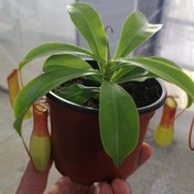 تصویر گیاه گوشتخوار نپنتس ونتراتا 