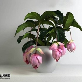 تصویر ارکیده فیلیپینی برای تزئین سالن ورودی مجتمع‌های تجاری 