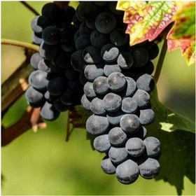 تصویر نهال انگور بلک سیدلس Black sidless grape