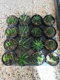 تصویر پک ساکولنت ۲ 