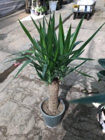 تصویر یوکا تنه دار 