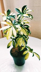 تصویر شفلرا ابلق 