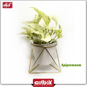 تصویر فروشگاه گل باکس