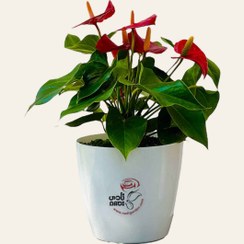 تصویر آنتوریوم 