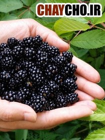 تصویر تمشک جنگلی گیلان 