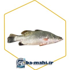 تصویر ماهی سیباس 