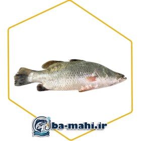 تصویر ماهی سیباس 