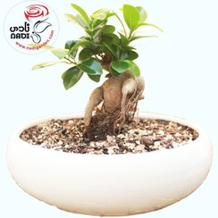 تصویر قیمت گل بونسای ارزان 