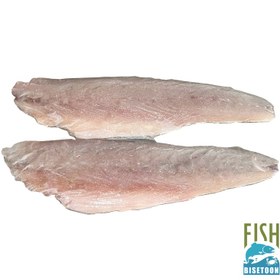 تصویر فیله ماهی کوتر(فله) 