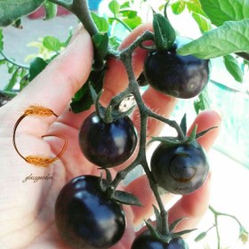 تصویر بذر گوجه مشکی یا سیاه ایندیگو رز 