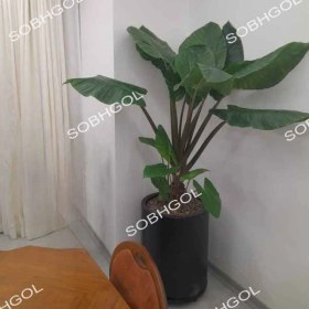 تصویر بابا آدم E30 