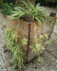 تصویر گیاه گندمی برای ایجاد حس طراوت در حمام 