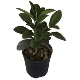 تصویر گیاه فیکوس جنگلی 