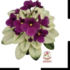 تصویر بنفشه آفریقایی ویژه روسی Special Russian African Violet