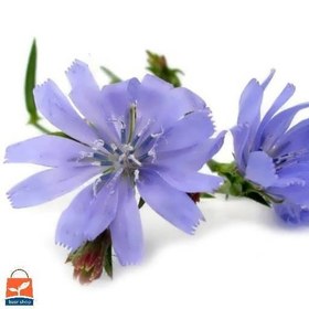 تصویر بذر کاسنی 10، 100 و 500 گرمی