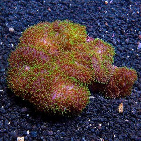 تصویر ماشروم پرزدار سبز Green Hairy Mushroom Coral