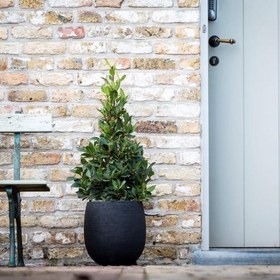 تصویر برگ بو مناسب برای دکوراسیون ویلاهای لوکس 