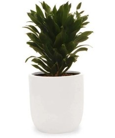 تصویر گلدان دراسینا 