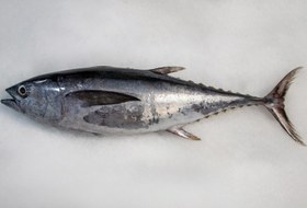 تصویر ماهی هوور(تن) 