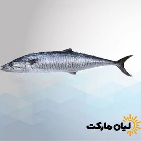 تصویر ماهی شیر ۵ کیلوگرم 