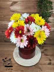 تصویر گل ژربرا کوتاه 