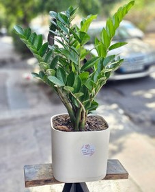 تصویر گلدان زاموفیلیا کد 730 Flower Pot