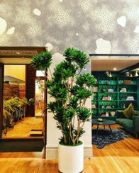 تصویر خرید دراسنا کامپکت برای تزئین محیط‌های تجاری بزرگ 