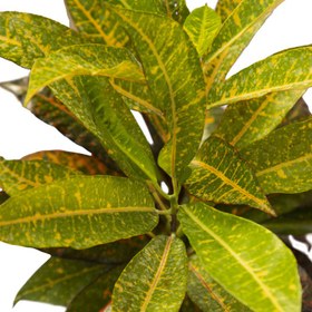 تصویر گیاه آپارتمانی کروتن ملکی گاردن مدل MG01 | کد: ZNB-4X2 