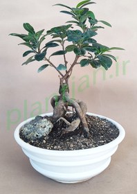 تصویر بونسای جنسینگ گلدان سرامیکی 