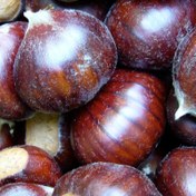 تصویر بذر شاه بلوط اروپایی 2 عددی 