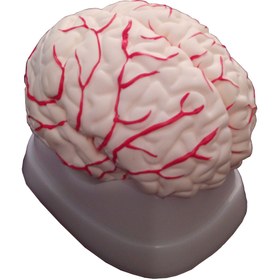 تصویر مولاژ 8 قسمتی مغز انسان 
