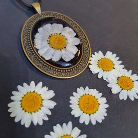 تصویر گل بابونه رزین 