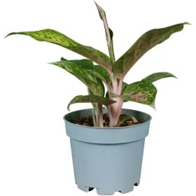 تصویر آگلونما بیگ پاپا 